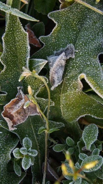 Raureif Auf Dem Blatt Frostiger Morgen Form Und Struktur Der — Stockfoto