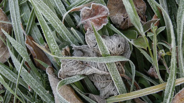 Πάγος Στο Φύλλο Παγωμένο Πρωινό Σχήμα Και Υφή Στη Φύση — Φωτογραφία Αρχείου