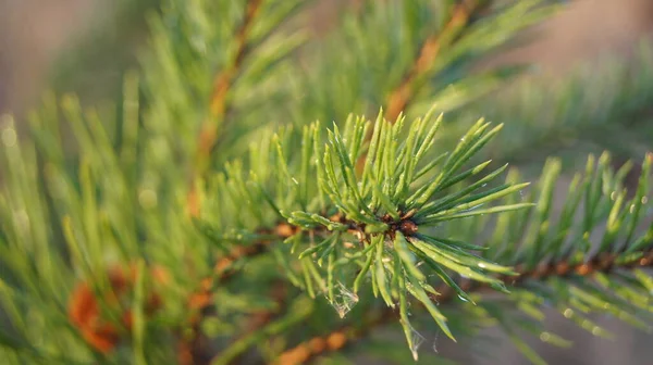 Des Branches Épinette Les Branches Conifères Sont Éclairées Par Soleil — Photo