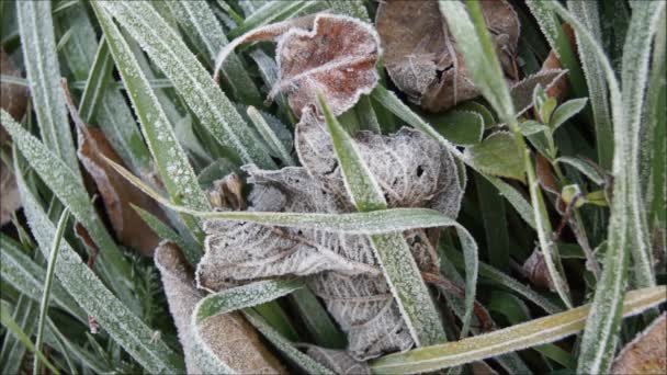 Frost Naturen Harfrost Det Gröna Gräset Höstgräs — Stockvideo
