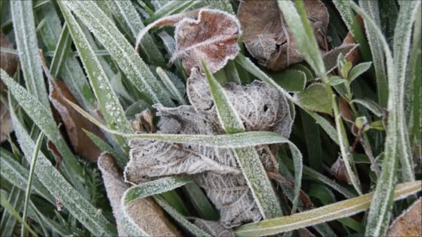 Mráz Přírodě Hoarfrost Zelené Trávě Podzimní Tráva — Stock video