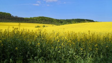 Yağmurdan sonra gökkuşağı. Yeşil kırsal alanlar. 