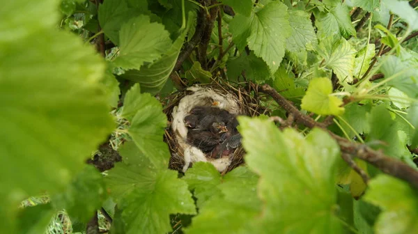 巣の中の小さな雛 野生の写真 — ストック写真