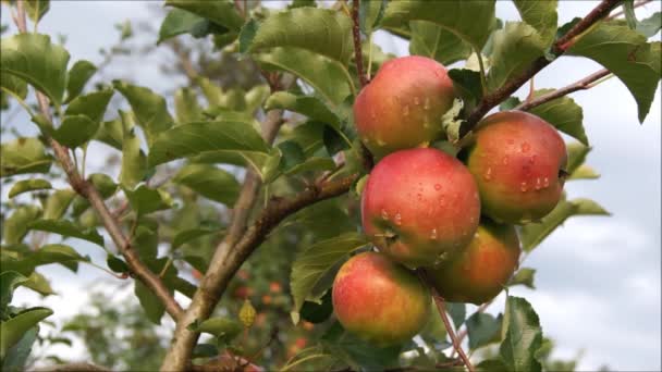 Apple Garden Ukrainian Garden Video Apple Orchard Videophone Ripe Apples — Stock Video