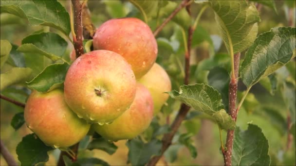 Apple Garden Ukrainian Garden Video Apple Orchard Videophone Ripe Apples — Stock Video