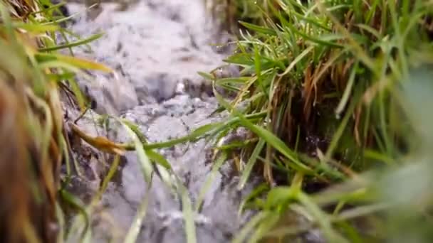 Quelle Mit Sauberem Wasser Rekrutierungsquellen — Stockvideo