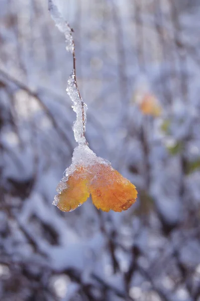 Vinterstaden Ljus Vinterdag Frost Och Snö Vinter Solig Dag — Stockfoto