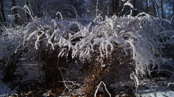 冬の街 明るい冬の日 霜と雪 晴れた日の冬 冬の雪の森 冬の自然 冬の森の中を散歩 冬のウクライナの風景 — ストック写真