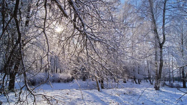 Χειμερινό Χιονισμένο Δάσος Φύση Χειμώνα Μια Βόλτα Στο Χειμερινό Δάσος — Φωτογραφία Αρχείου