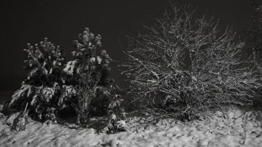 Gece vakti kış ormanı. Karlı orman. Gece doğası. 