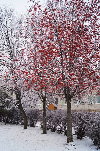 Rote Beeren Unter Weißem Schnee Wintervogel Weiß Und Rot — Stockfoto