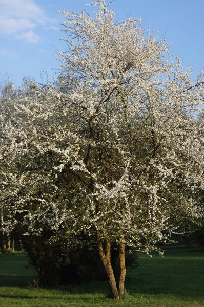 Ogrodzie Jabłkowym Wczesną Wiosną Wiosennym Ogrodzie Ukraiński Sad Jabłkowy — Zdjęcie stockowe