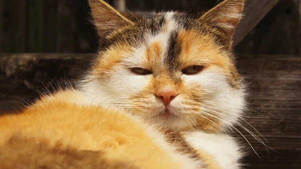 Φωτογραφία Οικόσιτων Γατών Κατοικίδια Αγαπημένα Γάτες — Φωτογραφία Αρχείου