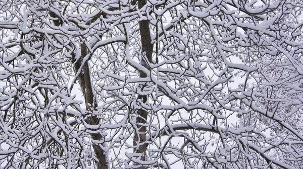 公園の冬の道 電話やタブレットの冬の背景 — ストック写真