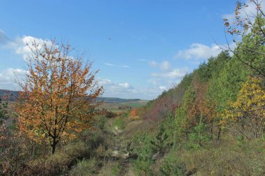 Sonbahar ormanında yol. Sonbahar renkleri. Parlak sonbahar ormanı. Brzezany Bölgesi Ormanları. 