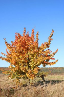 Sonbahar ormanında yol. Sonbahar renkleri. Parlak sonbahar ormanı. Brzezany Bölgesi Ormanları. 