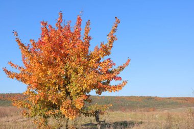 Sonbahar ormanında yol. Sonbahar renkleri. Parlak sonbahar ormanı. Brzezany Bölgesi Ormanları. 