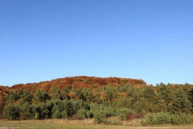 Sonbahar ormanında yol. Sonbahar renkleri. Parlak sonbahar ormanı. Brzezany Bölgesi Ormanları. 