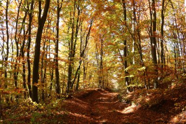Sonbahar ormanında yol. Sonbahar renkleri. Parlak sonbahar ormanı. Brzezany Bölgesi Ormanları. 