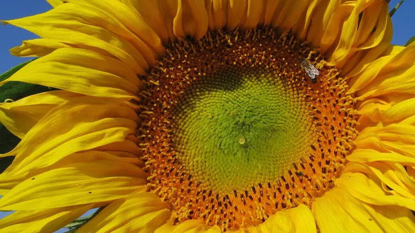 Sunflower Flowers Honey Flowers Ukraine Ukrainian Flora Fauna — стоковое фото