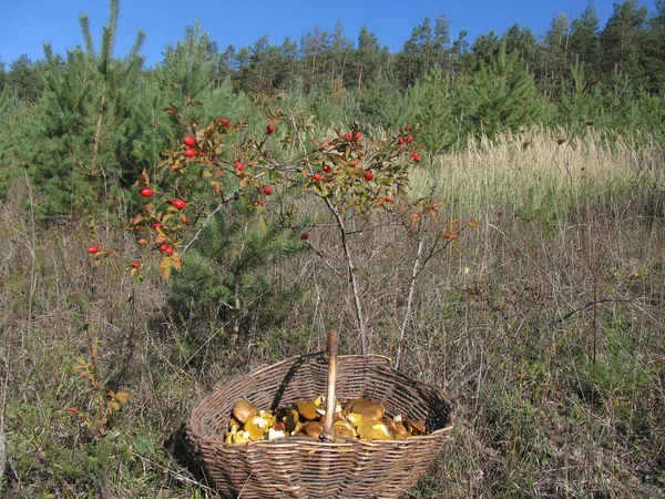バスケットのバター 森の収穫 食用キノコ 食用キノコの収集 — ストック写真