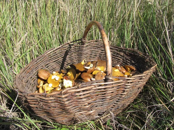バスケットのバター 森の収穫 食用キノコ 食用キノコの収集 — ストック写真