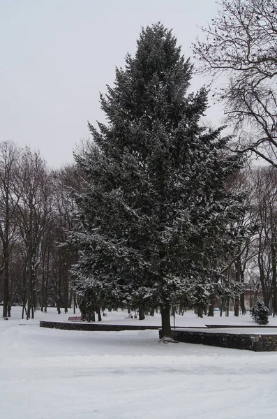 Téli Ternopil Havas Város Hóval Borított Parkok Utcák — Stock Fotó