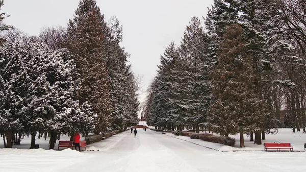 Зимний Тернополь Снежный Город Заснеженные Парки Улицы — стоковое фото