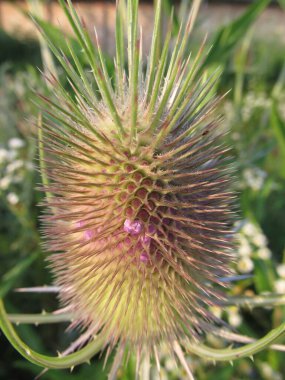 Yaz kır çiçekleri. Tarladaki süs bitkileri..  