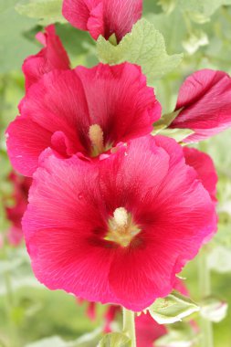 Ev ve bahçe için çiçekler. Ukrayna 'nın vahşi yaşamı. Telefon ve tabletler için çiçekli arkaplan. 