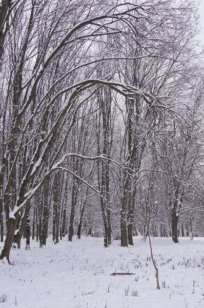 Forêt Hiver Hiver Nature Avec Première Neige — Photo