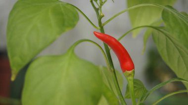 Kırmızı biber. Pepper evde yetişiyor. Çiçekler ve bitkiler. 