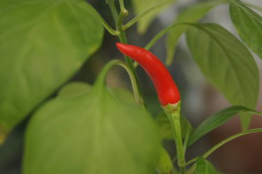 Kırmızı biber. Pepper evde yetişiyor. Çiçekler ve bitkiler. 