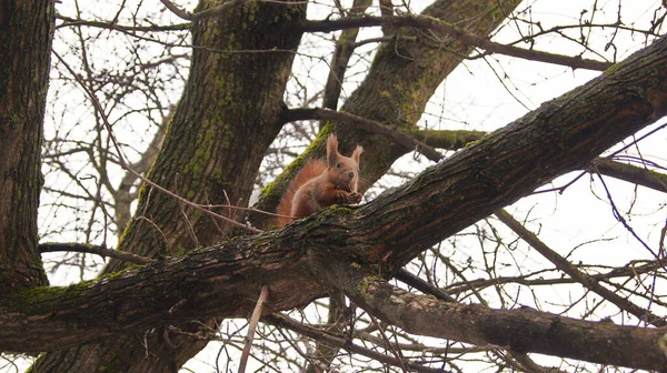 Vida Selvagem Ucrânia Despensa Verão Para Esquilos Alimentador Inverno Para — Fotografia de Stock