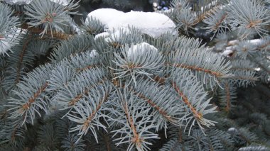Kozalaklı ağaçların dalları. Telefon ve tabletler için iğneli arka plan. Kozalaklı kozalaklı kozalaklı kozalaklı kozalaklı kozalaklı taze yeşil iğneler. Kozalaklı ağaç yaprakları. Metin için arkaplan