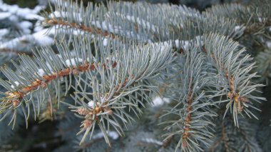 Kozalaklı ağaçların dalları. Telefon ve tabletler için iğneli arka plan. Kozalaklı kozalaklı kozalaklı kozalaklı kozalaklı kozalaklı taze yeşil iğneler. Kozalaklı ağaç yaprakları. Metin için arkaplan