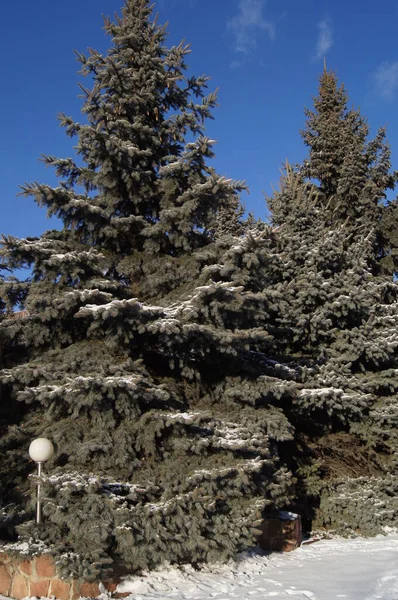 Cabang Pohon Konifer Latar Belakang Dengan Jarum Untuk Ponsel Dan — Stok Foto