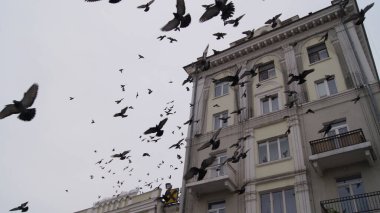 Çocuklar tiyatro meydanında güvercinleri besler. Ternopil Meydanı. Ternopil Peace. Ternopil güvercinleri. Ternopil 'in merkez meydanında güvercinler. Şehirdeki insanların ve vahşi yaşamın etkileşimi. Ternopil 'in merkezinde güvercinler.
