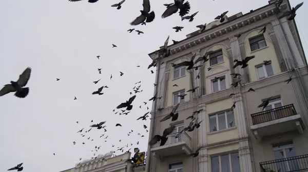 Les Enfants Nourrissent Les Pigeons Sur Place Théâtre Ternopil Square — Photo