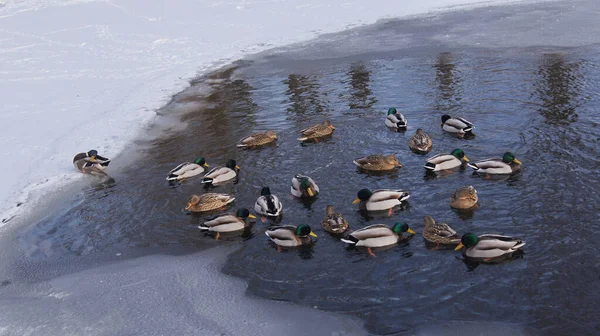 Wintering Wild Birds Ternopil Pond Wild Ducks Ternopil Became Winter — Stock Photo, Image