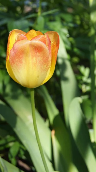 Ukrainische Tulpen Der Welt Der Blumen Und Pflanzen Gelbe Tulpen — Stockfoto