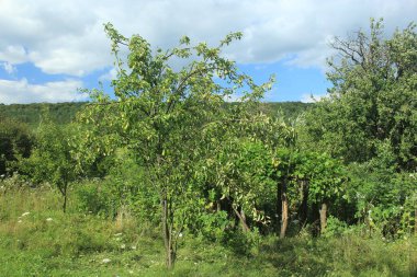 Mavi Ukrayna gökyüzünün altında. Telefon ve tabletler için doğal bir geçmiş. Ternopil Barış. 