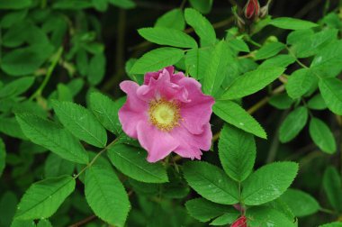 Süslü gül kalçalar. Gül yaprakları ve yaprakların üzerindeki çiy damlaları. Telefon ve tabletler için doğal bir geçmiş. Ev ve bahçeler için çiçekler. 