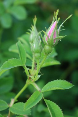 Süslü gül kalçalar. Gül yaprakları ve yaprakların üzerindeki çiy damlaları. Telefon ve tabletler için doğal bir geçmiş. Ev ve bahçeler için çiçekler. 