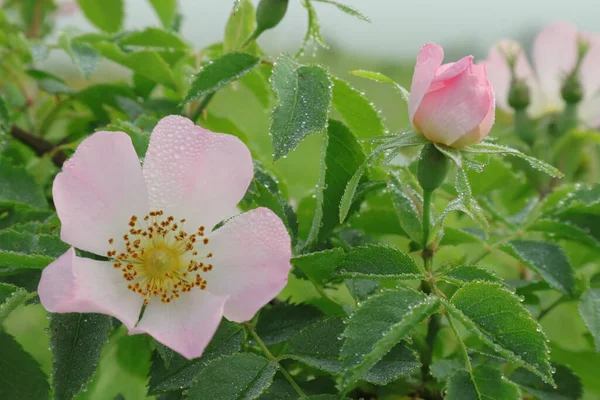 Dekoratív Csipkebogyó Harmatcseppek Rózsaszirmokon Leveleken Természetes Háttér Telefonok Táblagépek Virágok — Stock Fotó