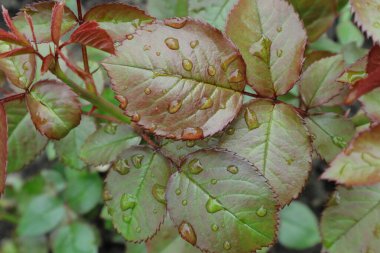 Süslü gül kalçalar. Gül yaprakları ve yaprakların üzerindeki çiy damlaları. Telefon ve tabletler için doğal arkaplan. 