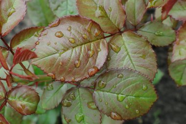 Süslü gül kalçalar. Gül yaprakları ve yaprakların üzerindeki çiy damlaları. Telefon ve tabletler için doğal arkaplan. 