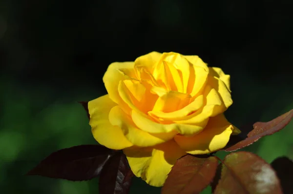 Zierliche Hagebutten Tautropfen Auf Rosenblättern Und Blättern Natürlicher Hintergrund Für — Stockfoto