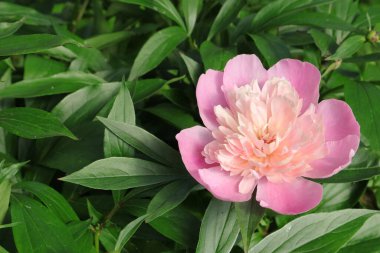 Telefon ve tabletler için şakayık arkaplan. Şakayık yazı. Çiçekli telefon. Ukrayna şakayıkları. 