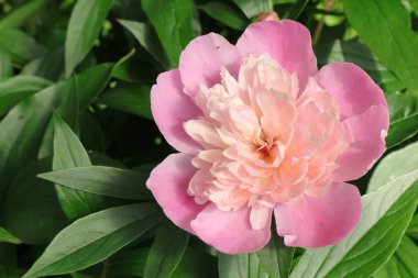 Telefon ve tabletler için şakayık arkaplan. Şakayık yazı. Çiçekli telefon. Ukrayna şakayıkları. 